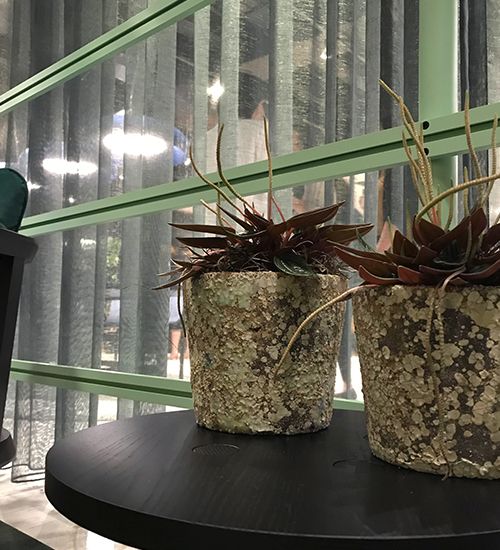 Two moss-covered succulent pots on a black table. Buzzispace