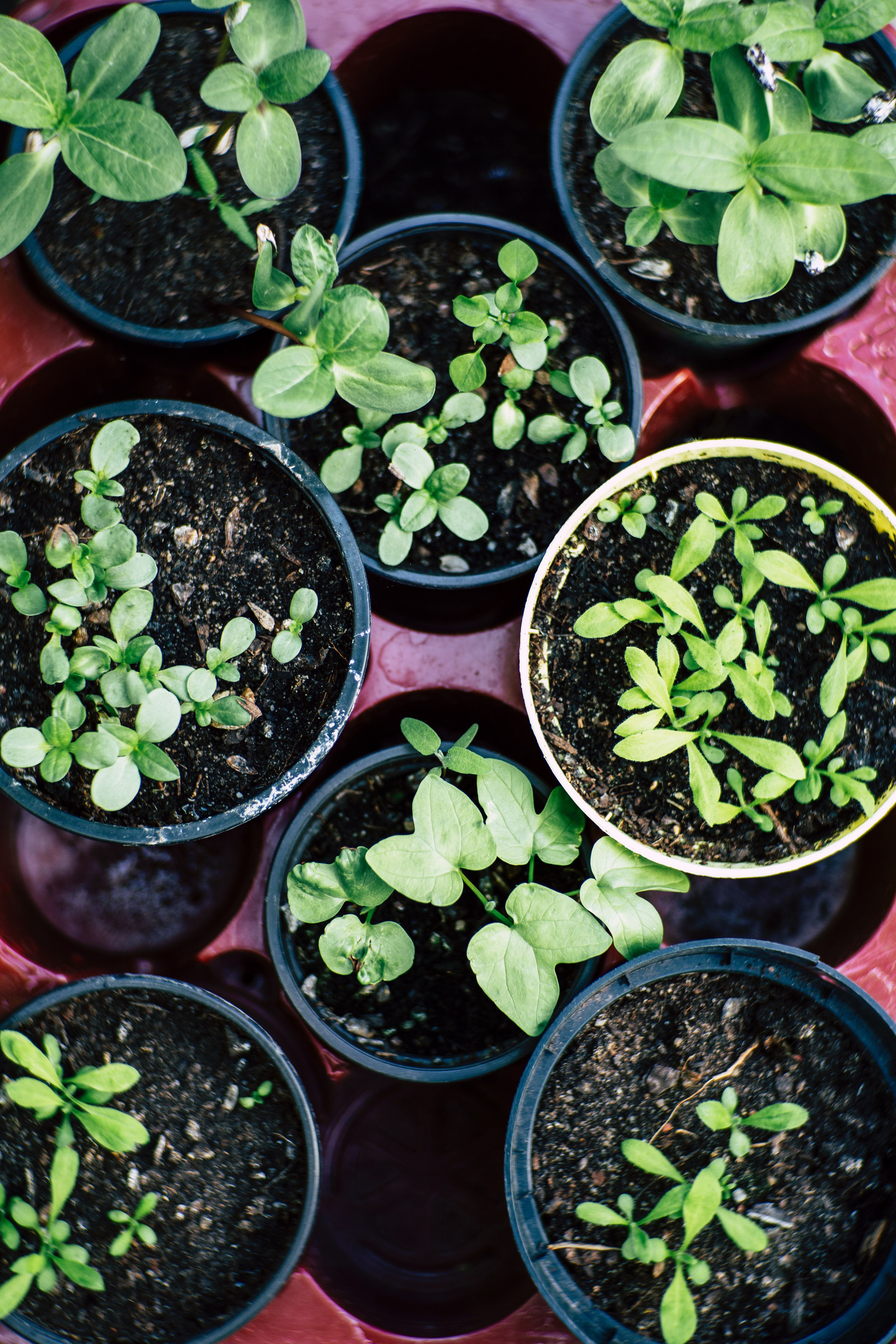 plants are used to create urban gardens