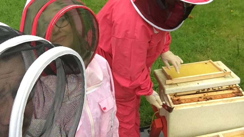 Bee-keeping in Craigavon