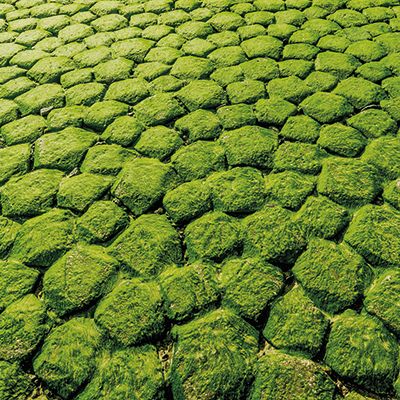 Moss Summary Commercial Carpet Tile Interface